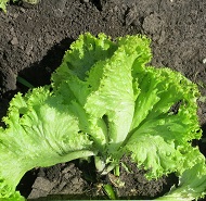 Салат Волшебник полукочанный Салат Волшебник полукочанный