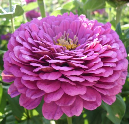 ������ ������� ����� ���� ���������