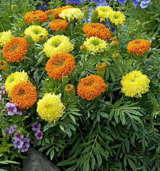 Бархатцы Спун хризантемовидные прямостоячие, смесь сортов Бархатцы Спун хризантемовидные прямостоячие, смесь сортов