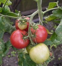 Томат Лакомка Томат Лакомка