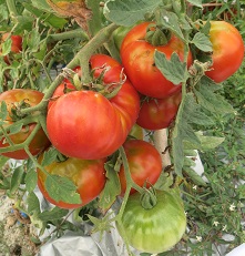 Томат 33 богатыря Томат 33 богатыря