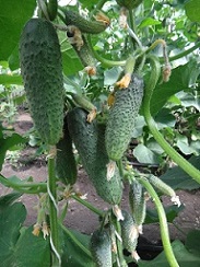 Огурец Пучковое великолепие F1 Огурец Пучковое великолепие F1