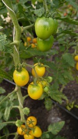 Томат Де Барао желтый Томат Де Барао желтый