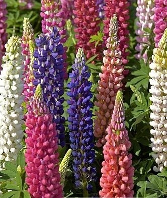 Люпин многолистный Рассел Стрейн Минарет высокорослый, смесь сортов Люпин многолистный Рассел Стрейн Минарет высокорослый, смесь сортов