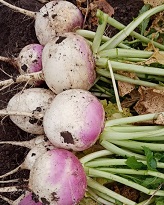 Репа Пурпурная с белым кончиком Репа Пурпурная с белым кончиком