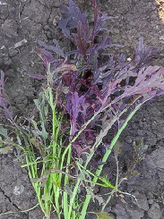 Горчица салатная Мей лин Горчица салатная Мей лин