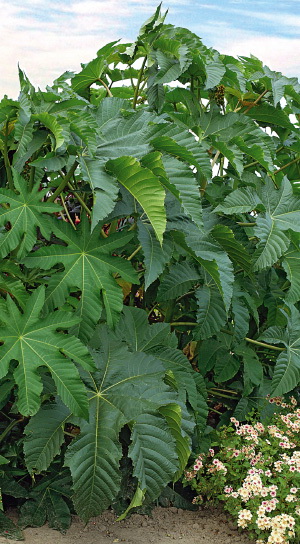 ��������� ������������