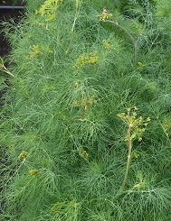 Укроп Грибовский Укроп Грибовский