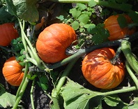 Тыква крупноплодная Конфетка Тыква крупноплодная Конфетка