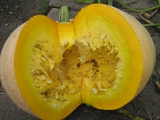 Тыква крупноплодная Парижская Тыква крупноплодная Парижская