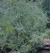 Укроп Салют Укроп Салют