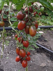 Томат Де Барао черный Томат Де Барао черный