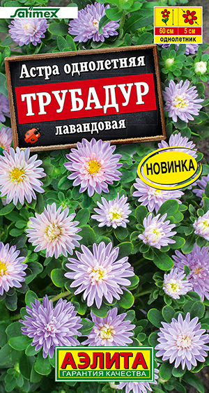Астра Трубадур лавандовая Астра Трубадур лавандовая