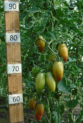 Томат Счастливый тигр Томат Счастливый тигр