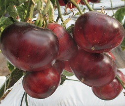 Томат Сибирский тигр розовый Томат Сибирский тигр розовый