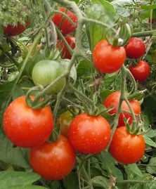 Томат Божья коровка Томат Божья коровка