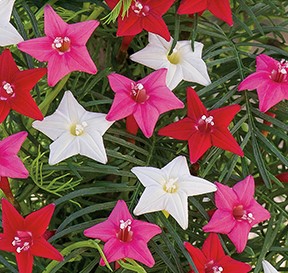 Ипомея Квамоклит перистая, смесь сортов Ипомея Квамоклит перистая, смесь сортов