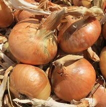 Лук репчатый Бессоновский местный Лук репчатый Бессоновский местный