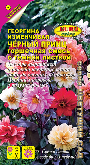 Георгина Черный принц, смесь Георгина Черный принц, смесь