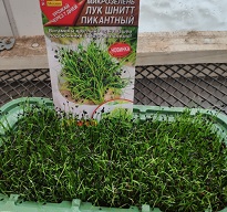 Микрозелень Лук шнитт Пикантный Микрозелень Лук шнитт Пикантный
