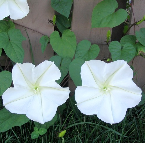 Ипомея лунноцветущая Белая Ипомея лунноцветущая Белая