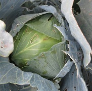 Капуста б/к Харьковская зимняя Капуста б/к Харьковская зимняя