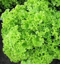 Салат Лолло Бионда Салат Лолло Бионда