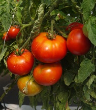 Томат Дана-К Томат Дана-К