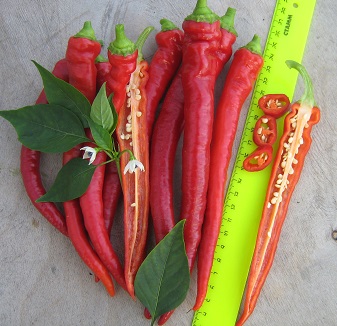 Перец острый Хвандо Перец острый Хвандо