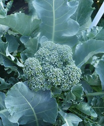 Капуста брокколи Линда Капуста брокколи Линда