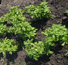 Базилик овощной Совершенство Базилик овощной Совершенство