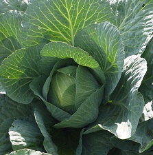 Капуста б/к Каменна глова Капуста б/к Каменна глова