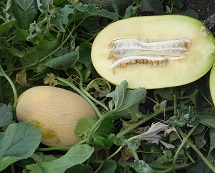 Дыня Ананас Дыня Ананас