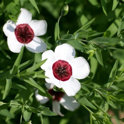 Лен крупноцветковый Брайт Айз (белый с малиновым глазком) Лен крупноцветковый Брайт Айз (белый с малиновым глазком)