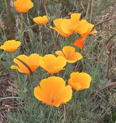 ��������� �������������� ��������� �����