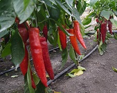 Перец острый Ереванский Перец острый Ереванский