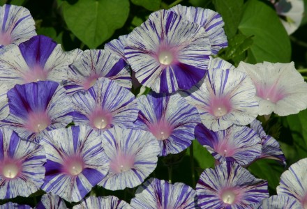 Ипомея пурпурная Венеция синяя Ипомея пурпурная Венеция синяя