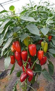 Перец сладкий Ласточка Перец сладкий Ласточка