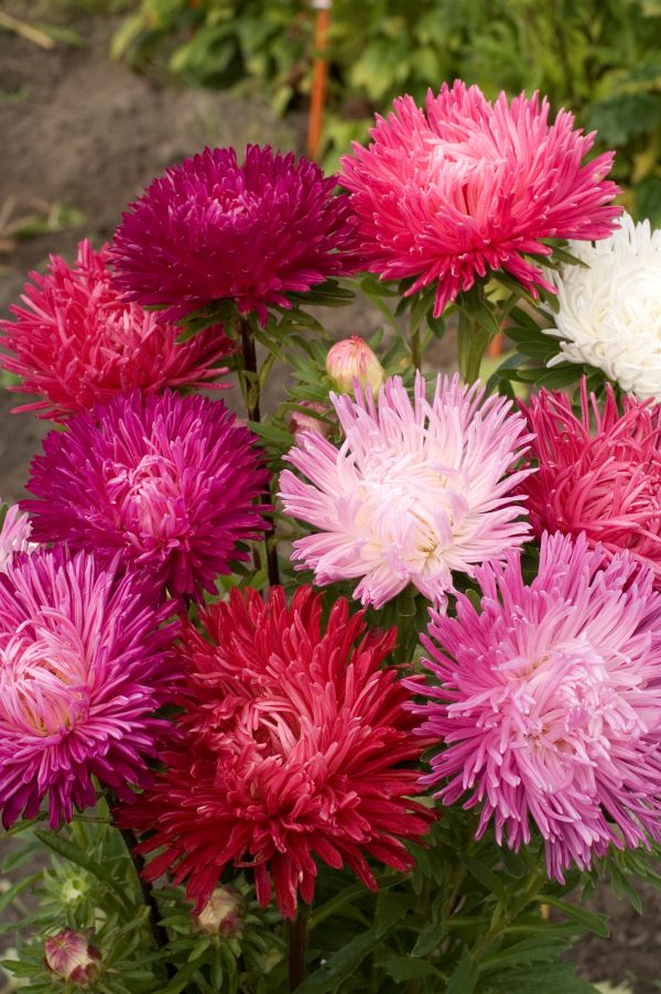 ����� ��������� �����, ����� ������