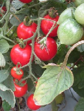 Томат Алая гроздь F1 Томат Алая гроздь F1