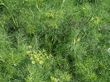 Укроп Карлуша Укроп Карлуша