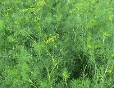 Укроп Бородач Укроп Бородач