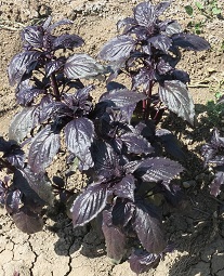 Базилик овощной Анискин Базилик овощной Анискин