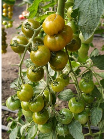 Томат Доктор Грин Томат Доктор Грин