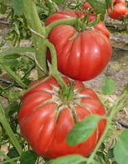 Томат Король гигантов Томат Король гигантов