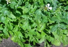 Индау (руккола) Гурман Индау (руккола) Гурман