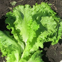 Салат Отличник Салат Отличник