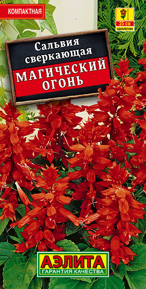 Сальвия Магический огонь Сальвия Магический огонь