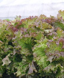 Салат Анапчанин полукочанный Салат Анапчанин полукочанный