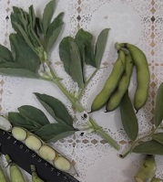 Бобы овощные Велена Бобы овощные Велена